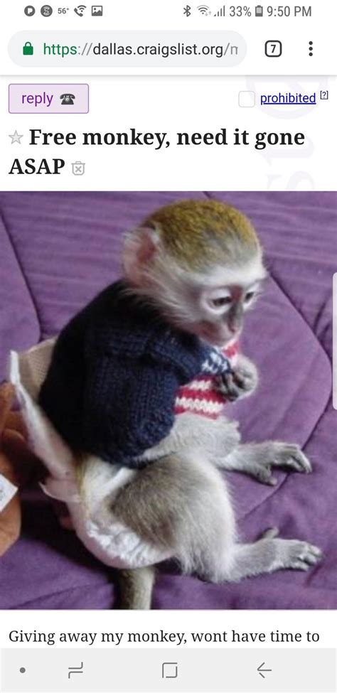 reno pets - craigslist. . Free monkeys on craigslist